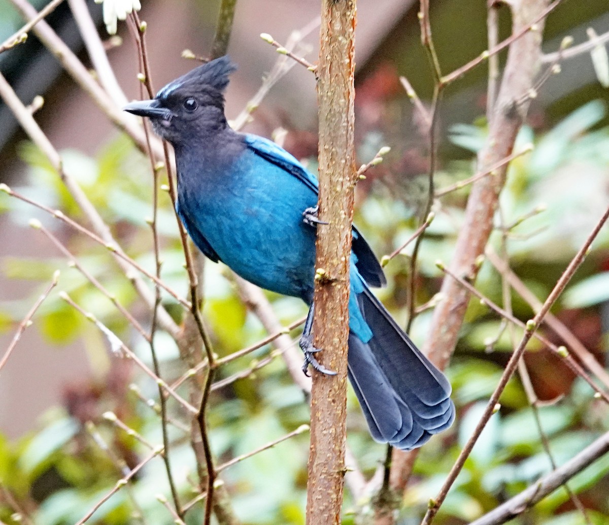 Steller's Jay - ML647335797