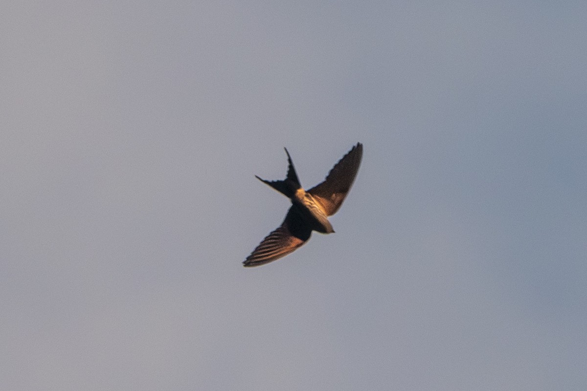 Eastern Red-rumped Swallow - ML647335809