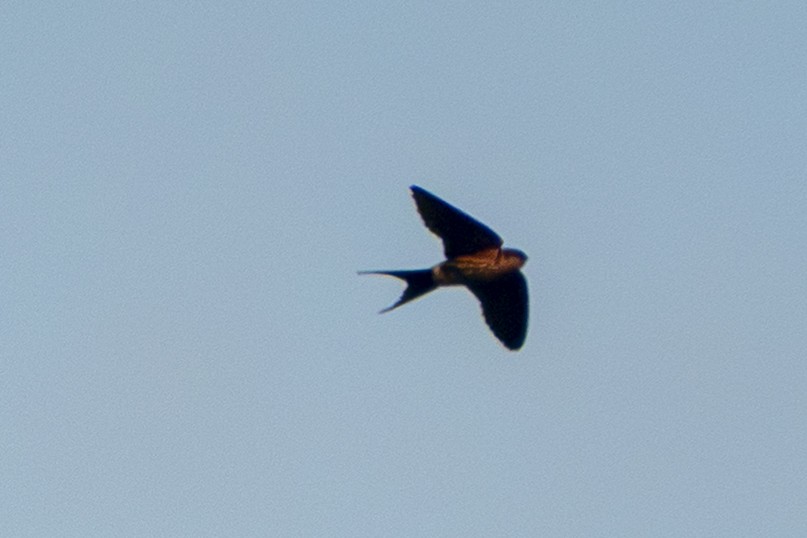 Eastern Red-rumped Swallow - ML647335810