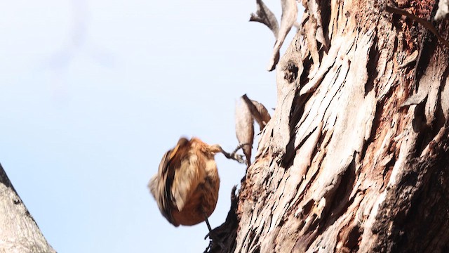 Королаз рудий - ML647335812