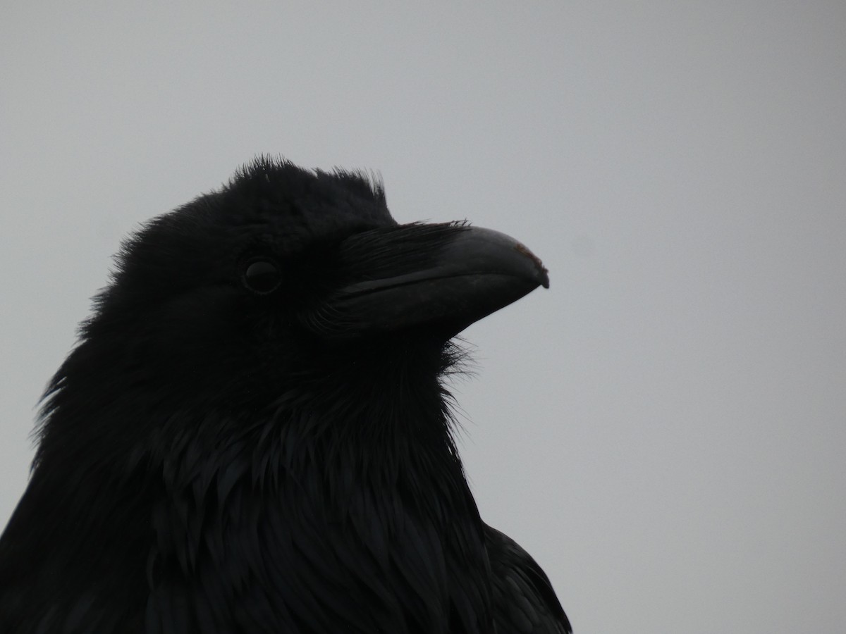 Common Raven - ML647335813