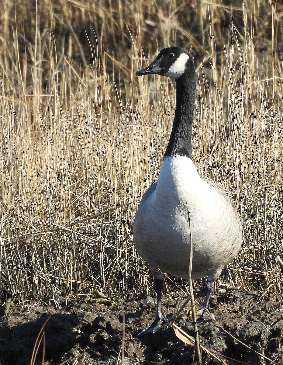 Canada Goose - ML647335815