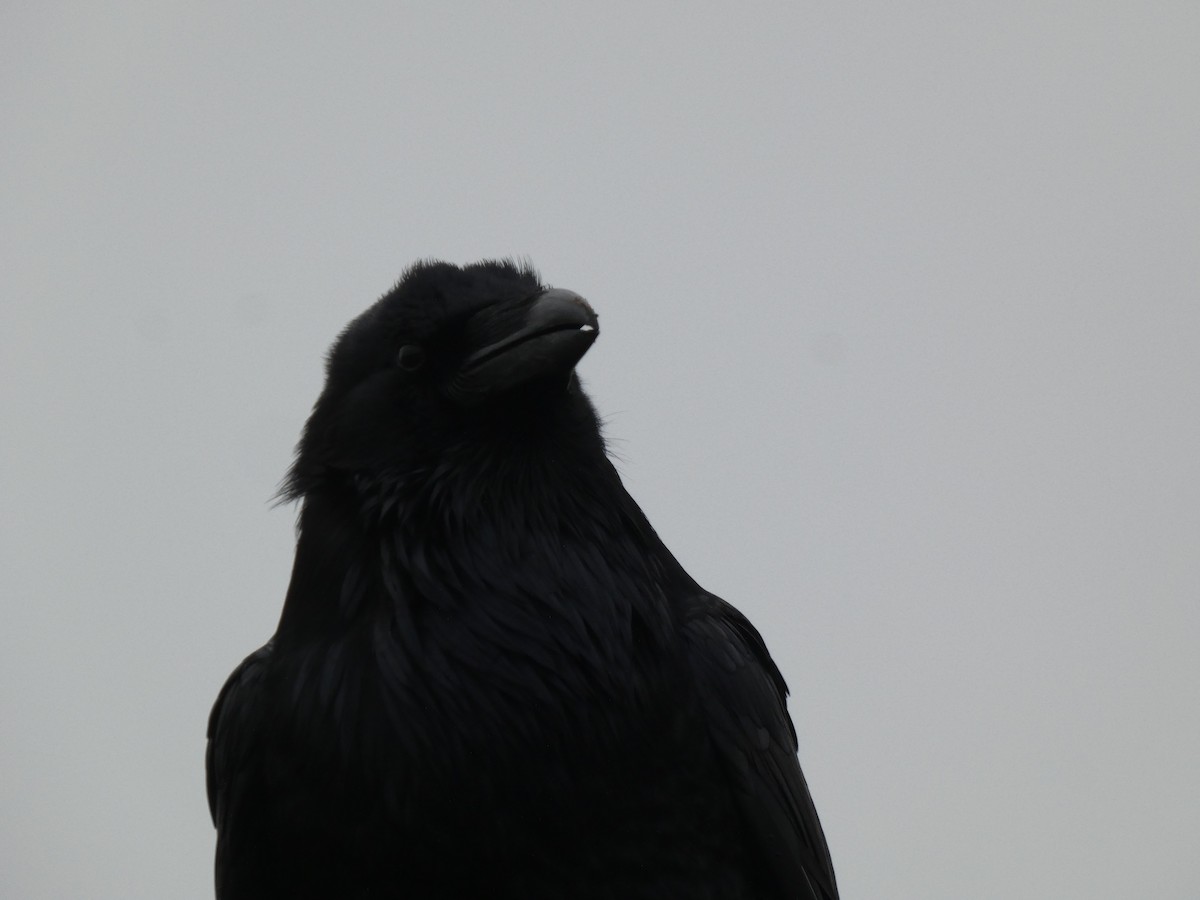 Common Raven - ML647335824