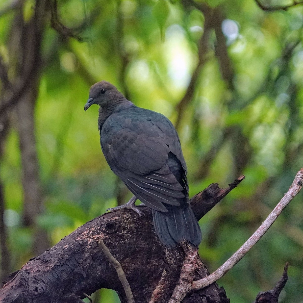 Mor Japon Güvercini - ML647335828