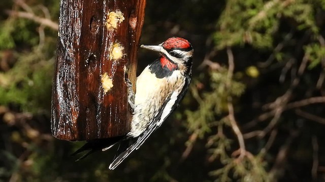 Дятел-смоктун жовточеревий - ML647335831