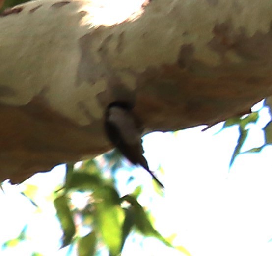 Varied Sittella - ML647335857