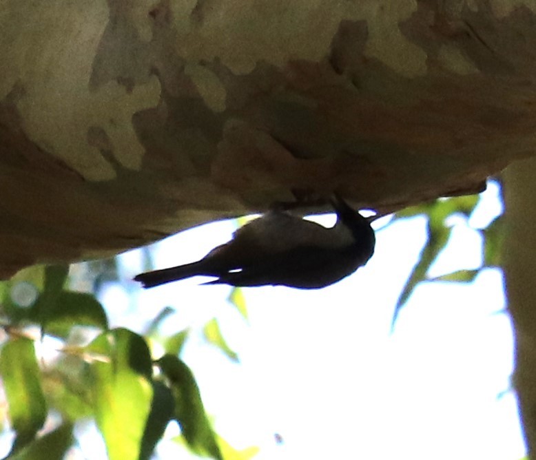 Varied Sittella - ML647335858