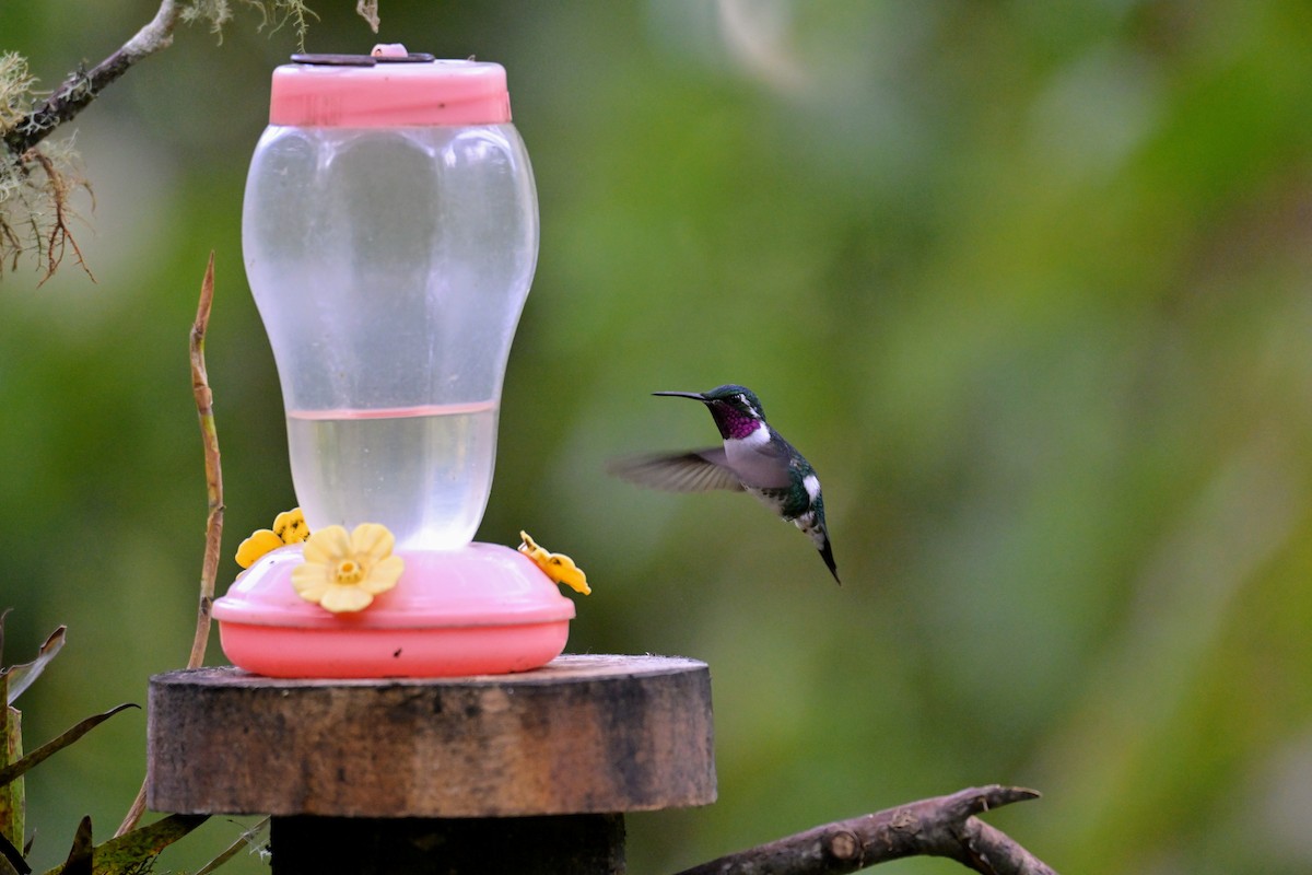 Ak Göbekli Ormanyıldızı - ML647335869