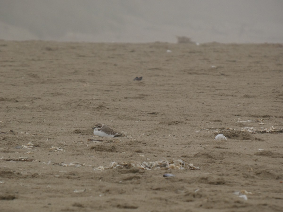 Snowy Plover - ML647335876