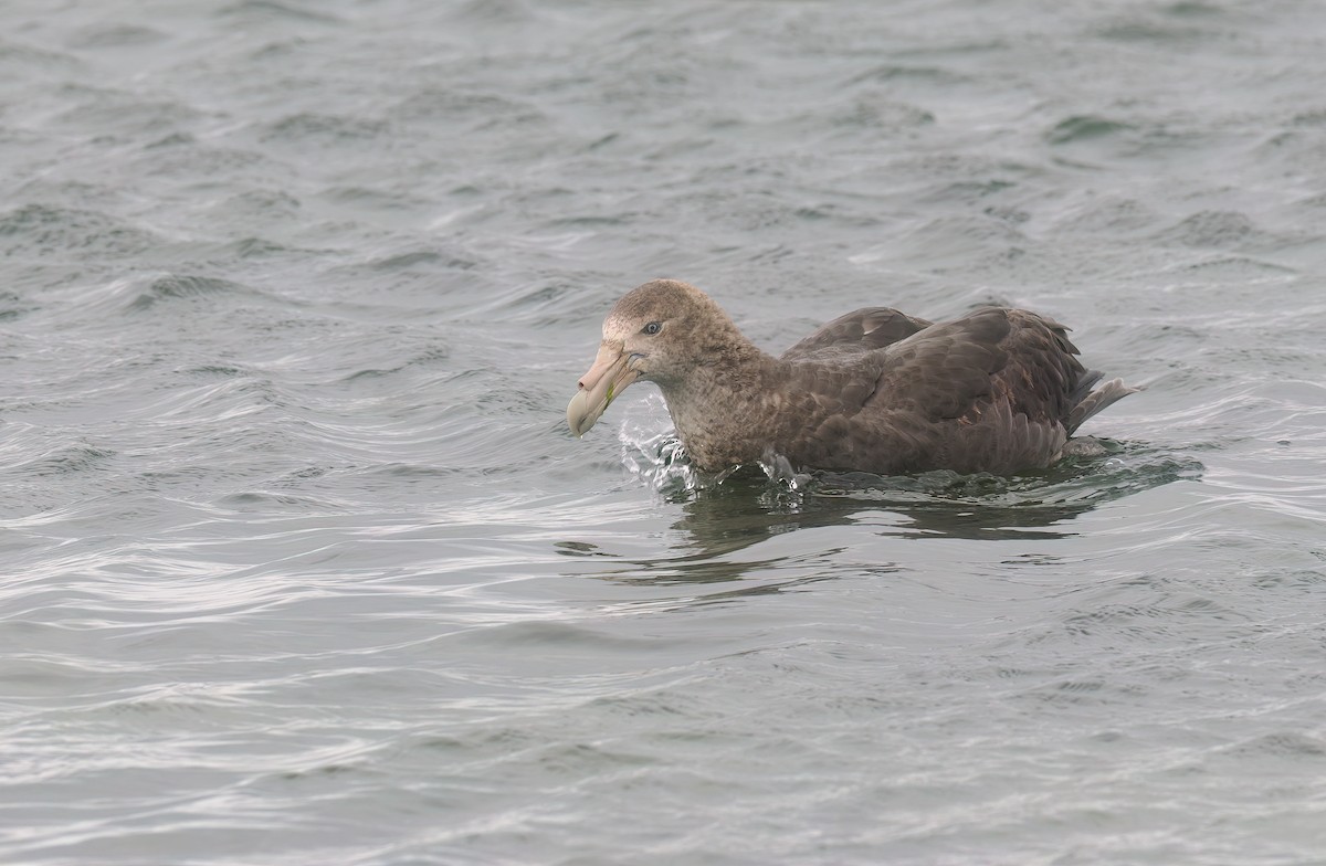 Southern Giant-Petrel - ML647335878