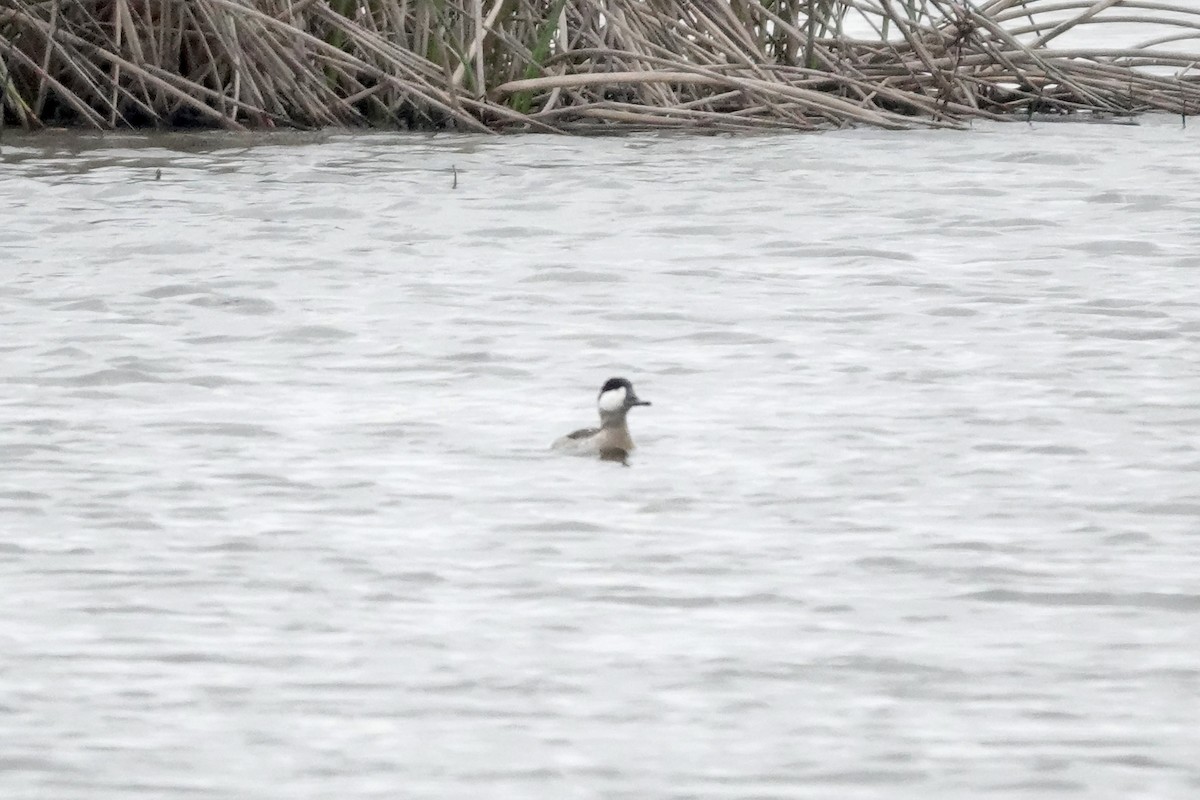 Ruddy Duck - ML647335881