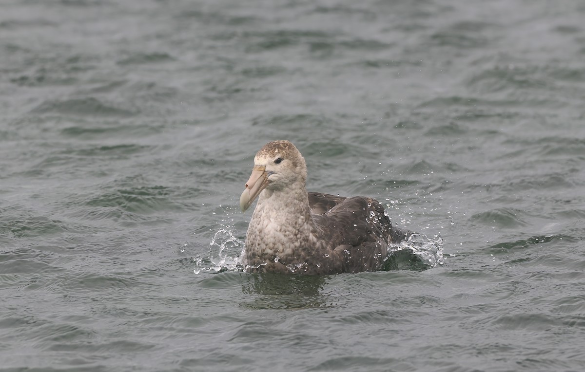 Southern Giant-Petrel - ML647335883