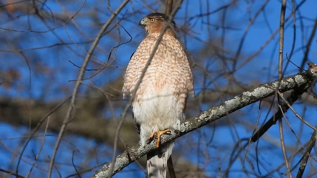 Яструб чорноголовий - ML647335896