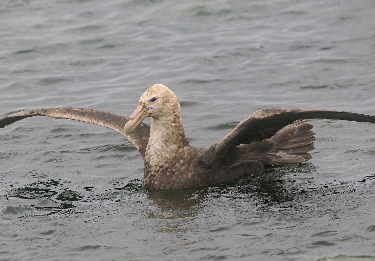 Southern Giant-Petrel - ML647335900