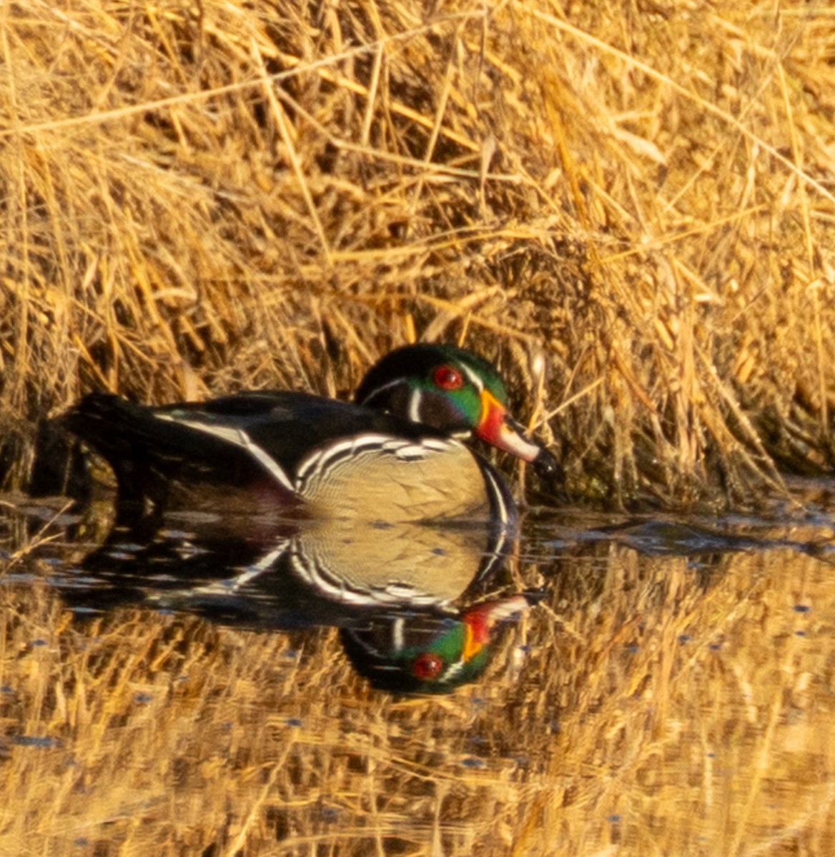 Ahate karolinarra - ML647335907