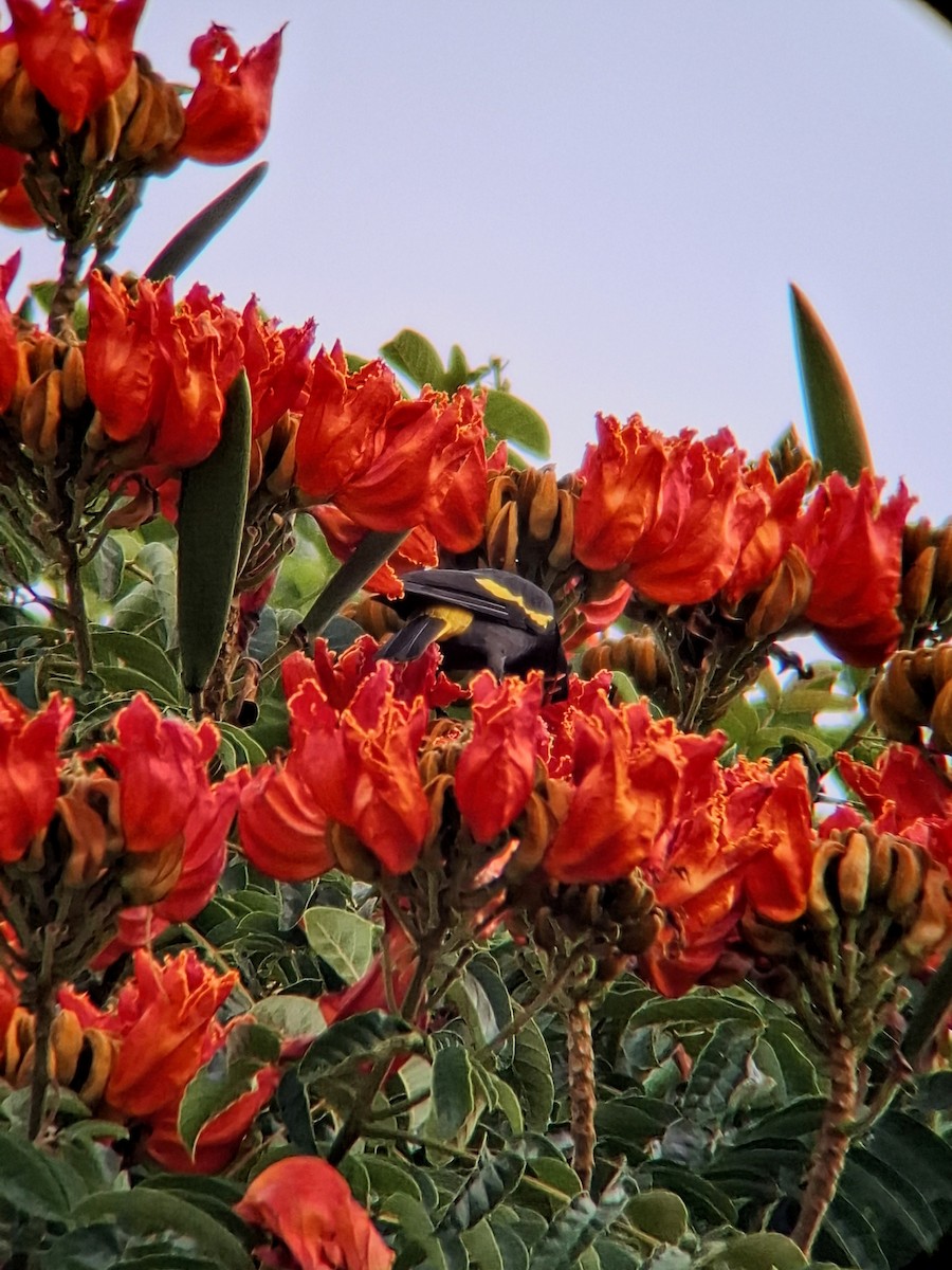 Yellow-winged Cacique - ML647335915