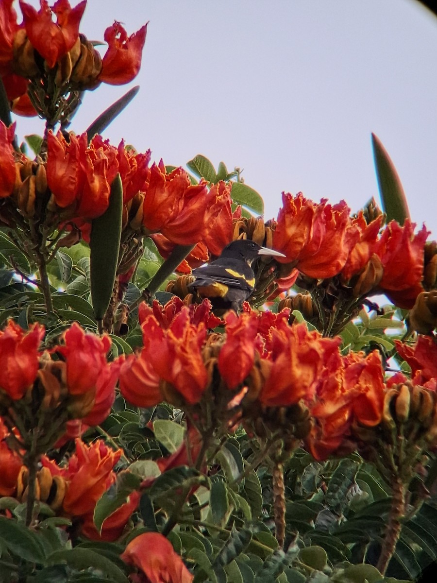 Yellow-winged Cacique - ML647335917