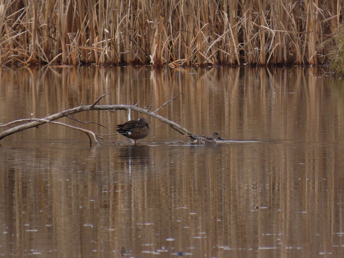 Sarcelle à ailes bleues - ML647335924