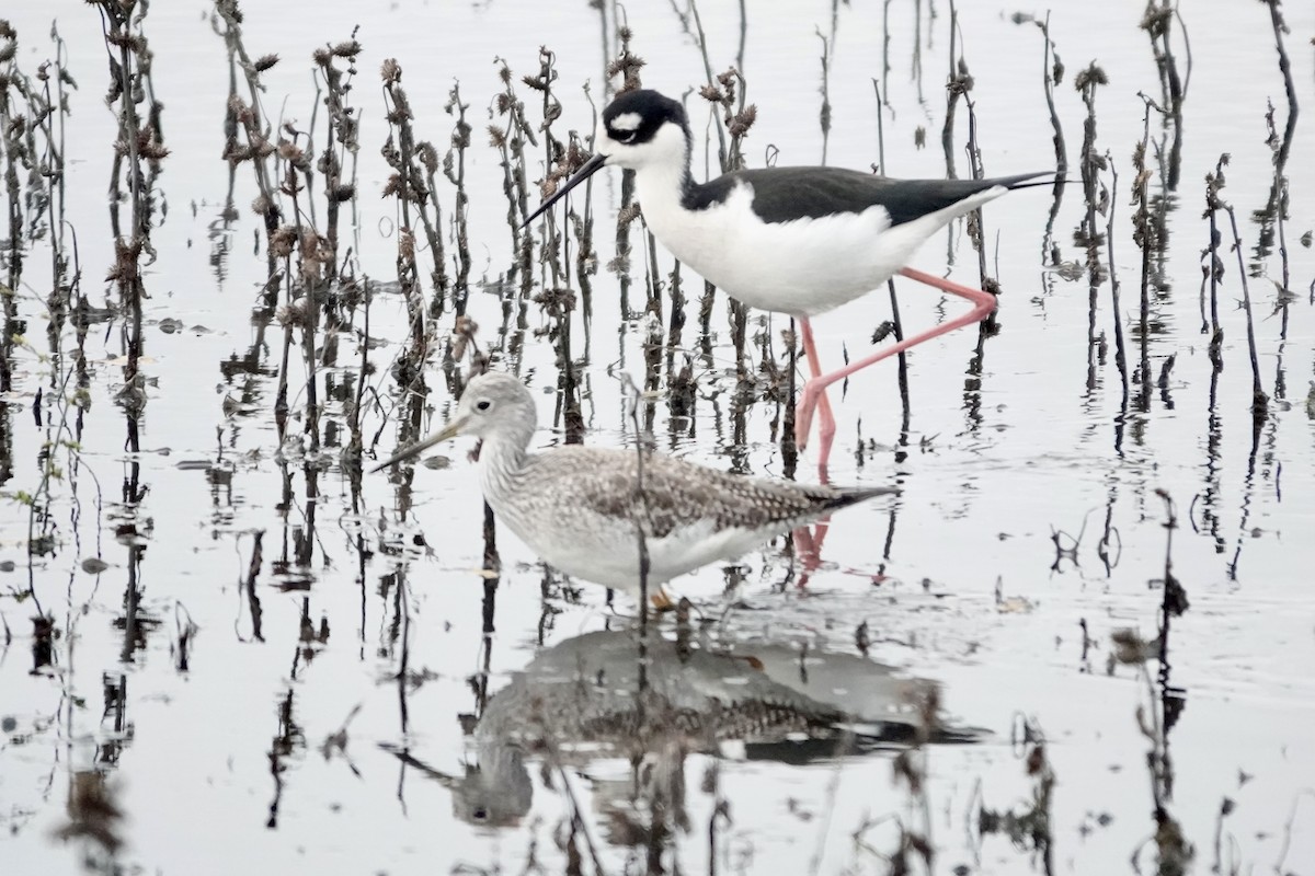 Greater Yellowlegs - ML647335925