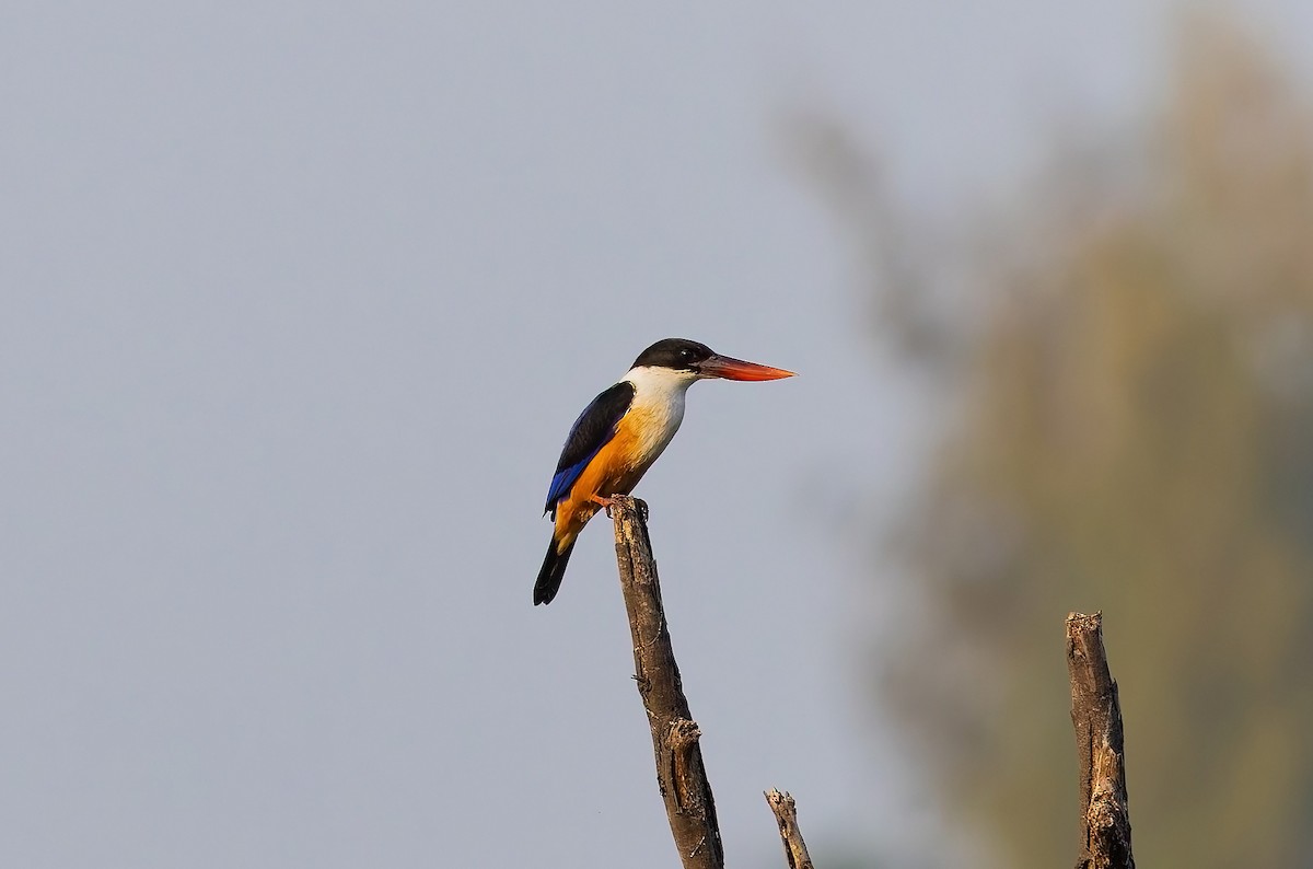 Black-capped Kingfisher - ML647335926