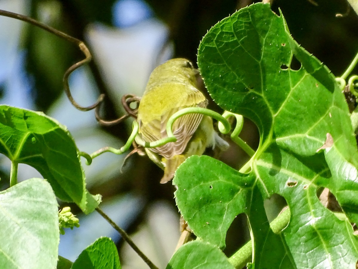 Tennessee Warbler - ML647335929