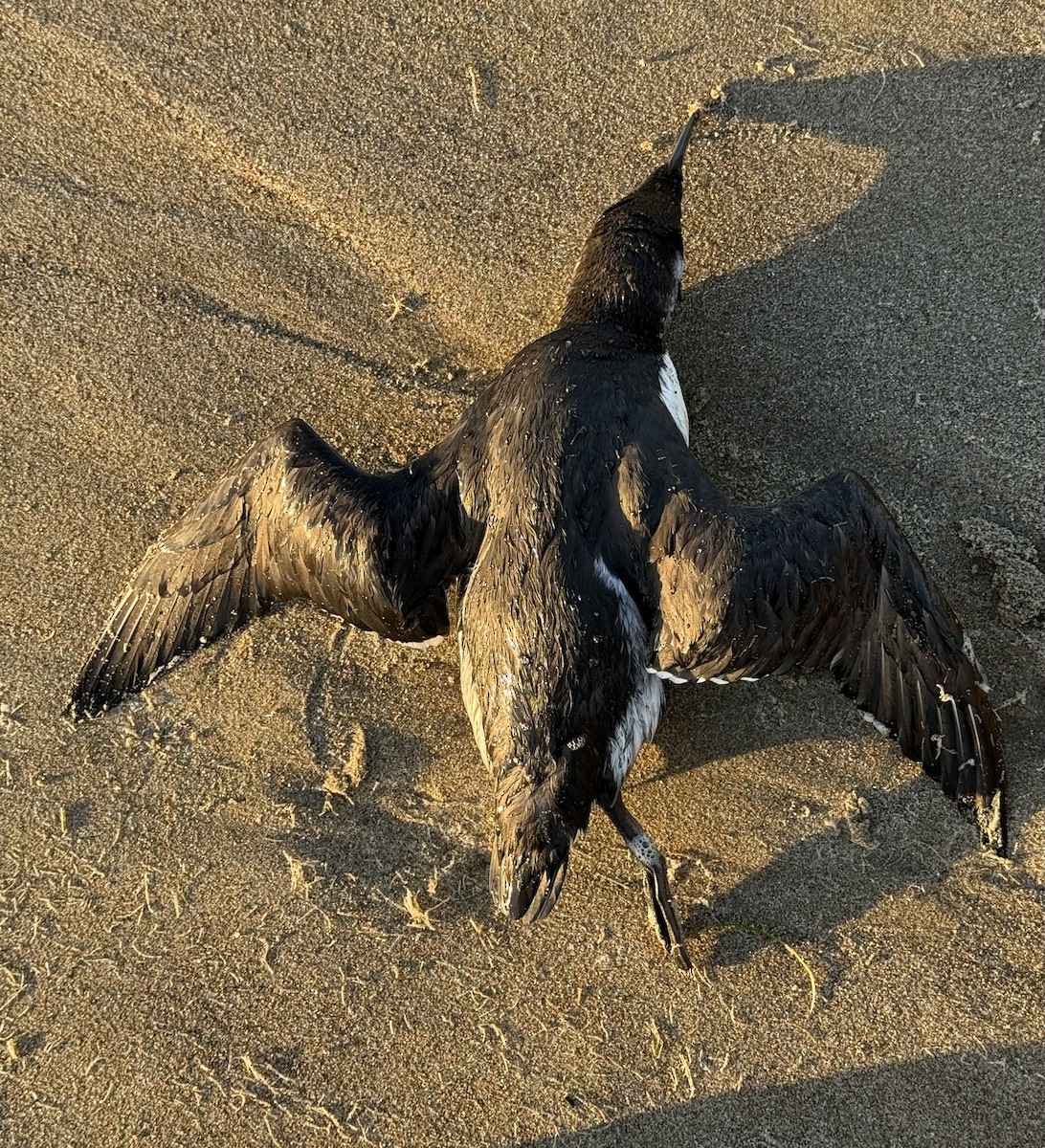 Trottellumme - ML647335933