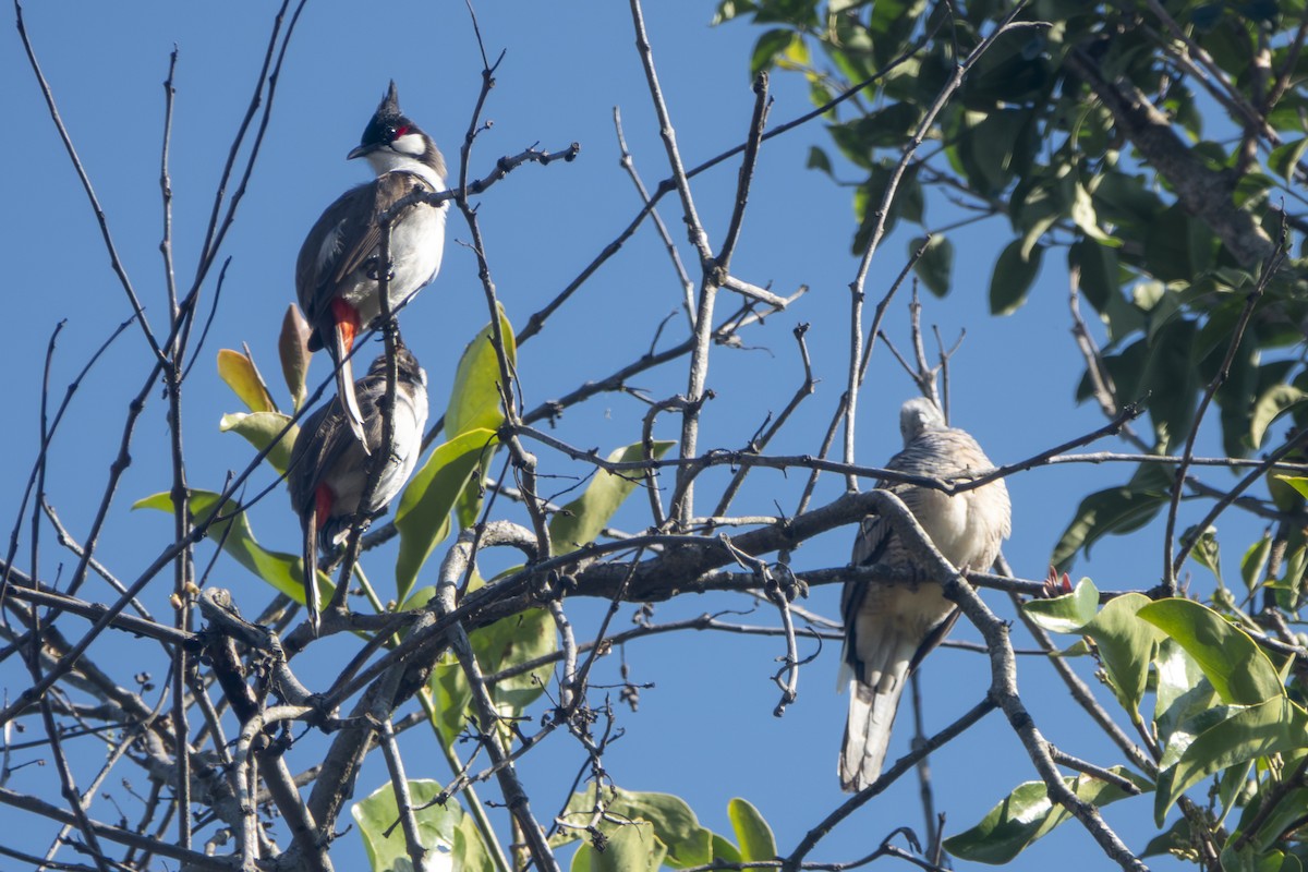 Red-whiskered Bulbul - ML647335938