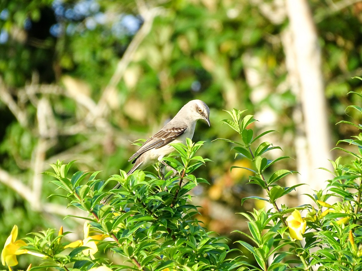 Tropical Mockingbird - ML647335947