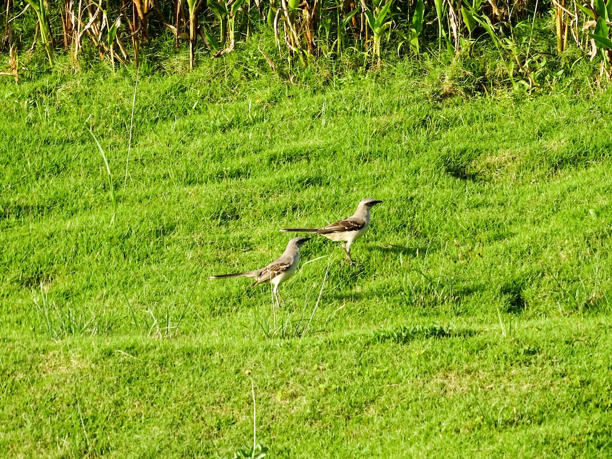 Tropical Mockingbird - ML647335948