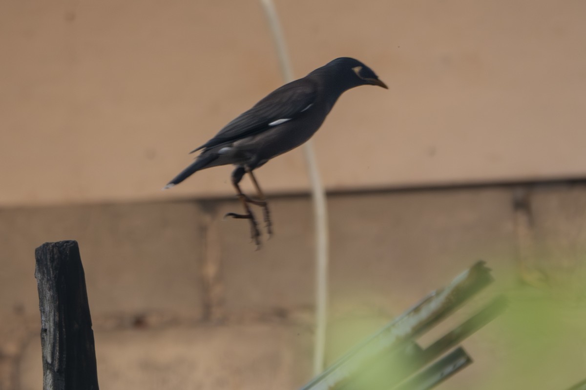 מיינה מצויה - ML647335950