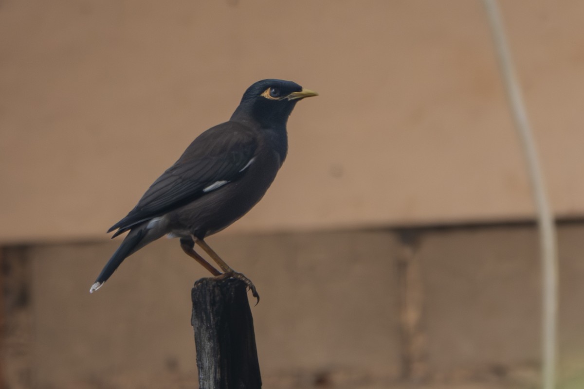 Common Myna - ML647335951