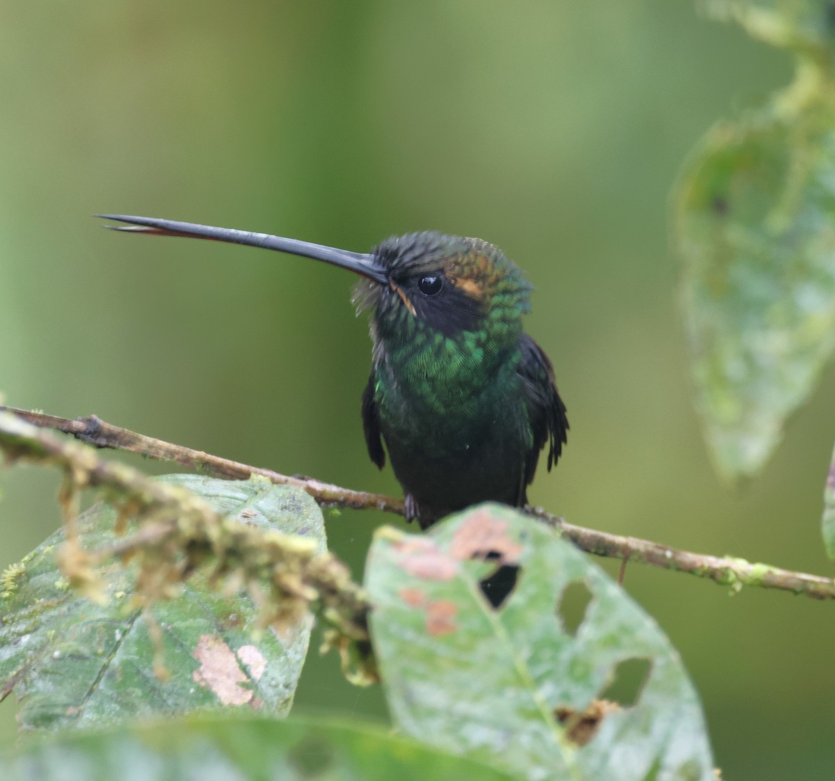 White-whiskered Hermit - ML647335953