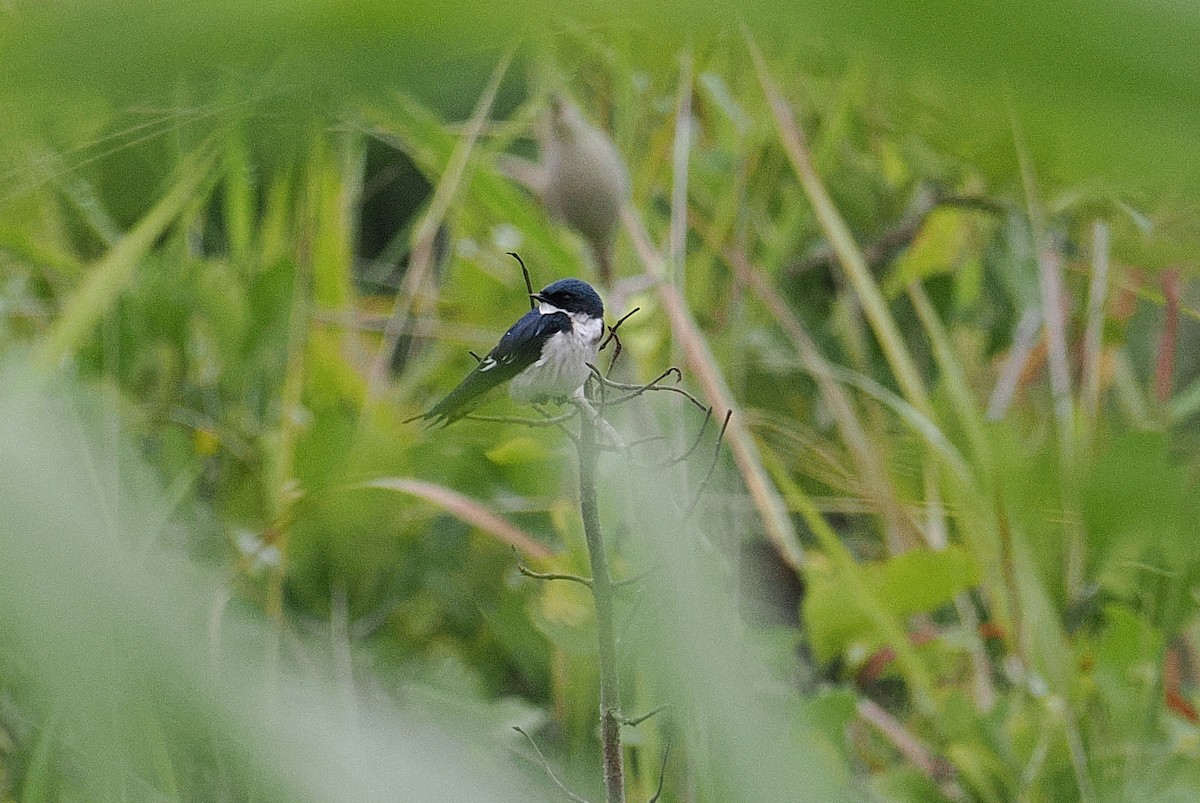 Pied-winged Swallow - ML647335954