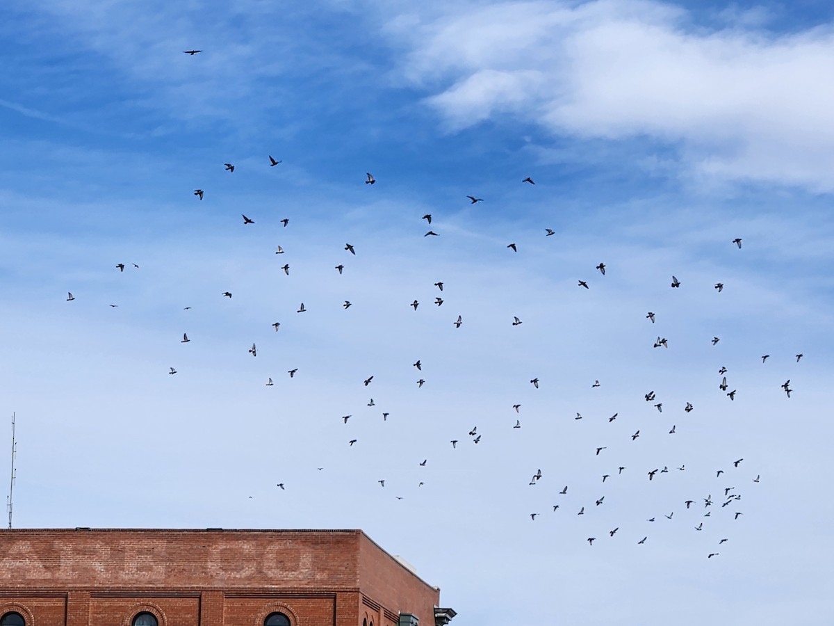 Rock Pigeon (Feral Pigeon) - ML647335955