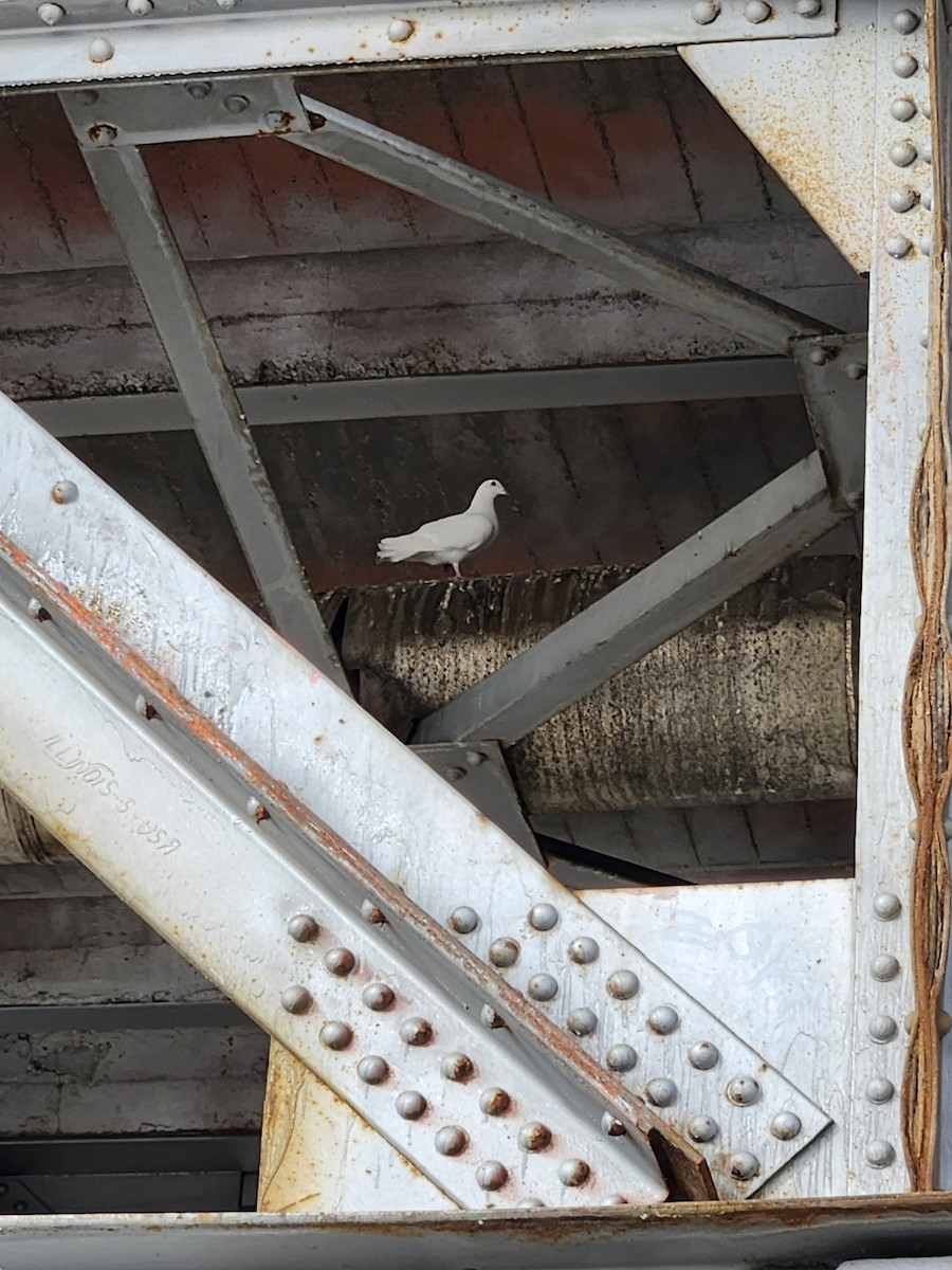 Rock Pigeon (Feral Pigeon) - ML647335956