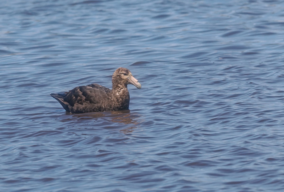 Southern Giant-Petrel - ML647335957