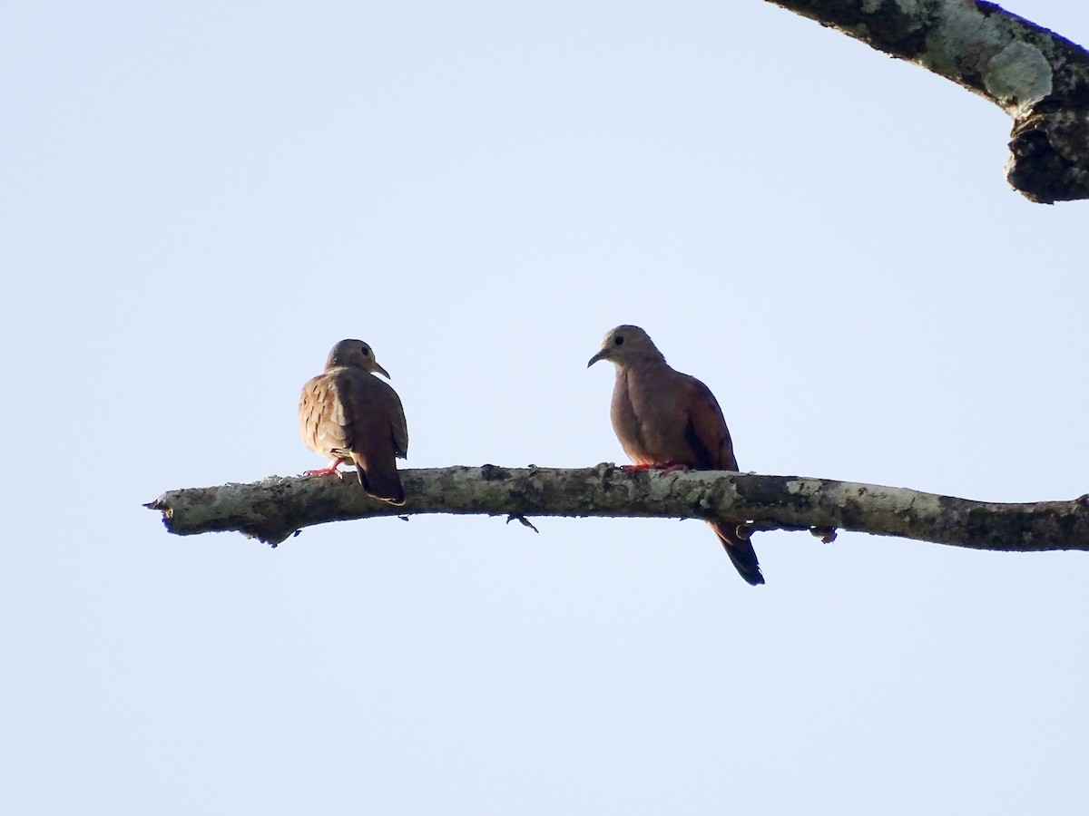 Ruddy Ground Dove - ML647335959