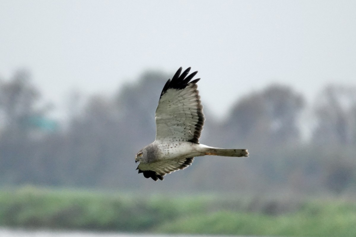 Northern Harrier - ML647335960