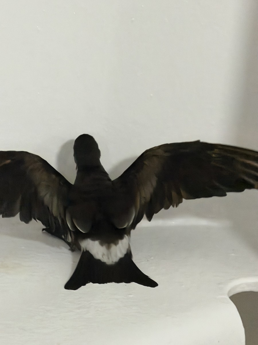 Leach's Storm-Petrel - ML647335962
