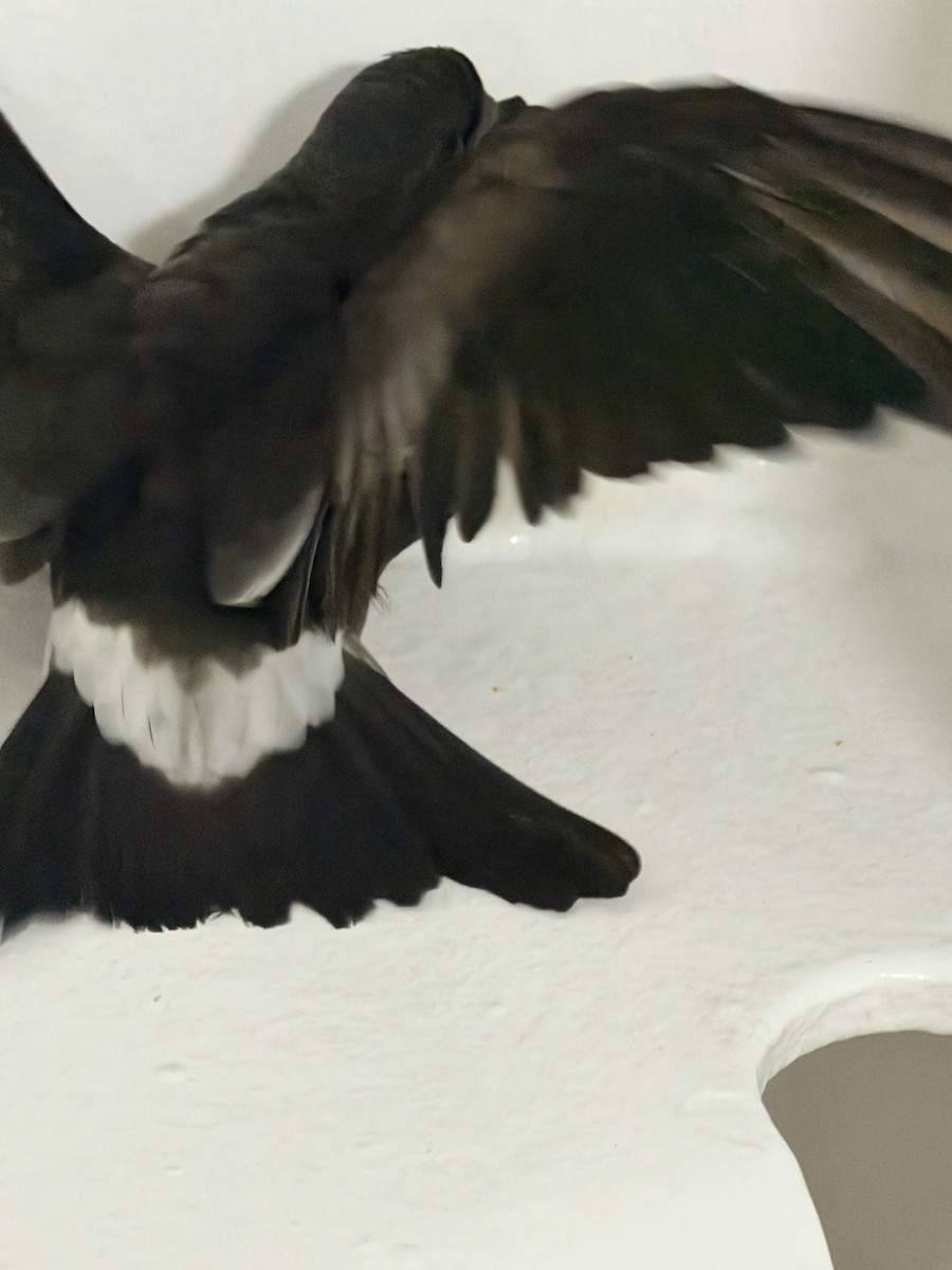 Leach's Storm-Petrel - ML647335963