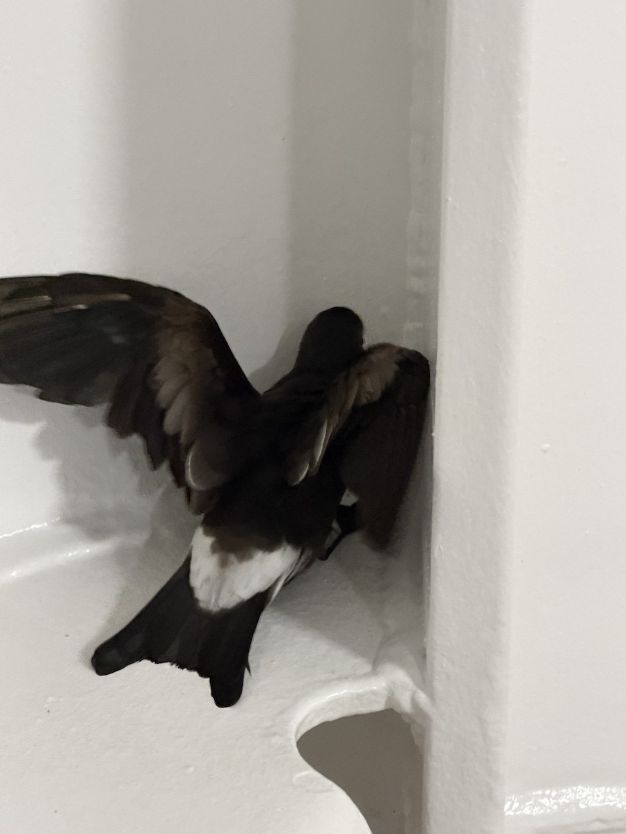 Leach's Storm-Petrel - ML647335964
