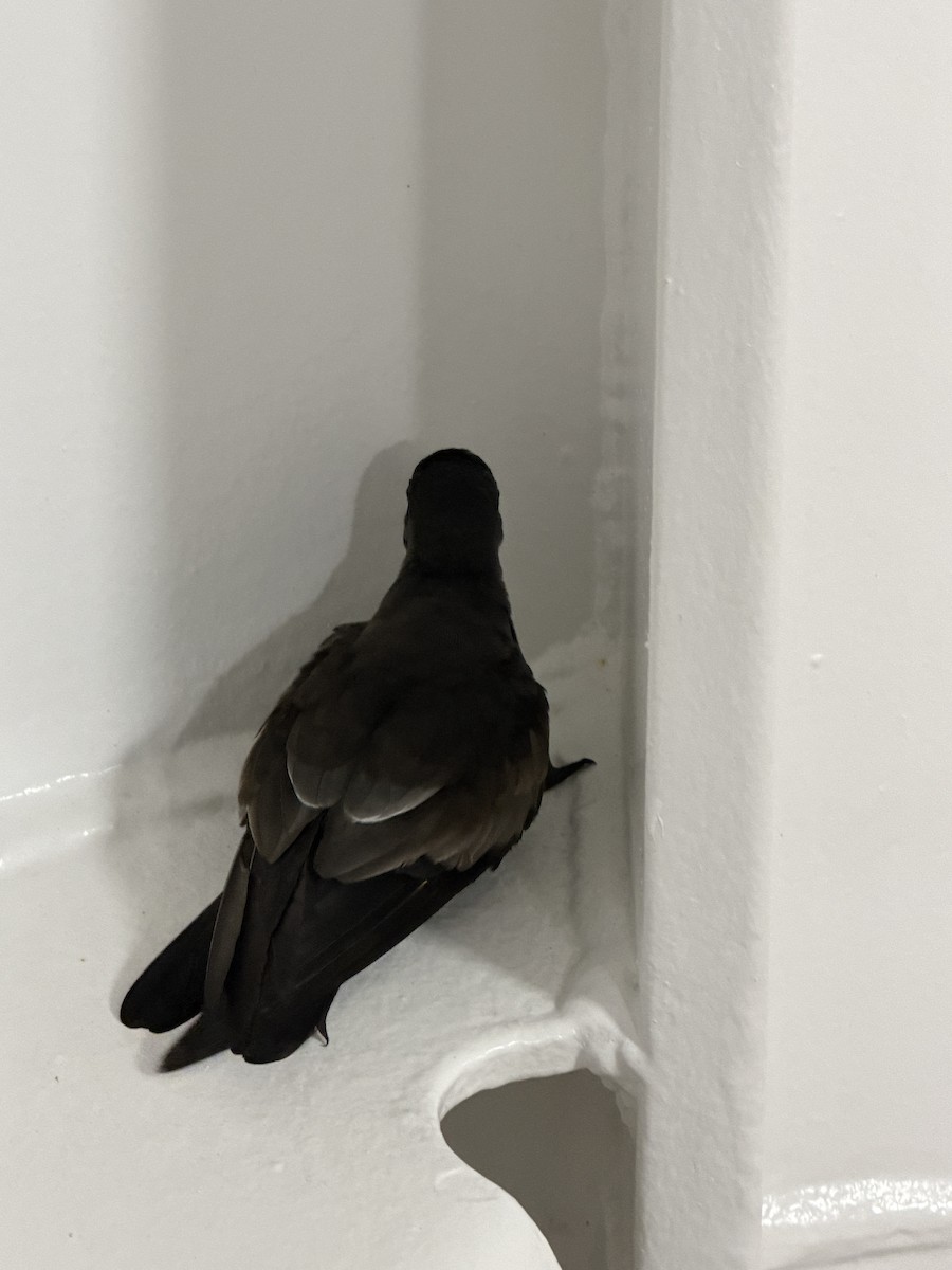 Leach's Storm-Petrel - ML647335965
