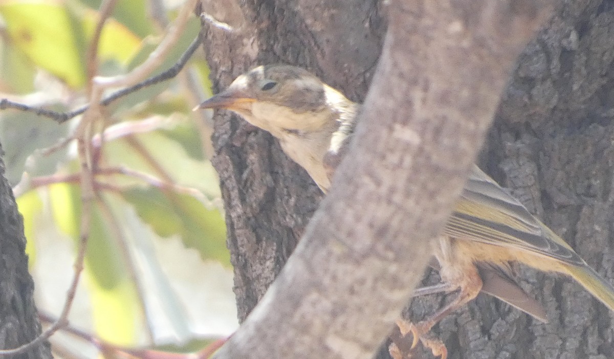 Brown-headed Honeyeater - ML647335967