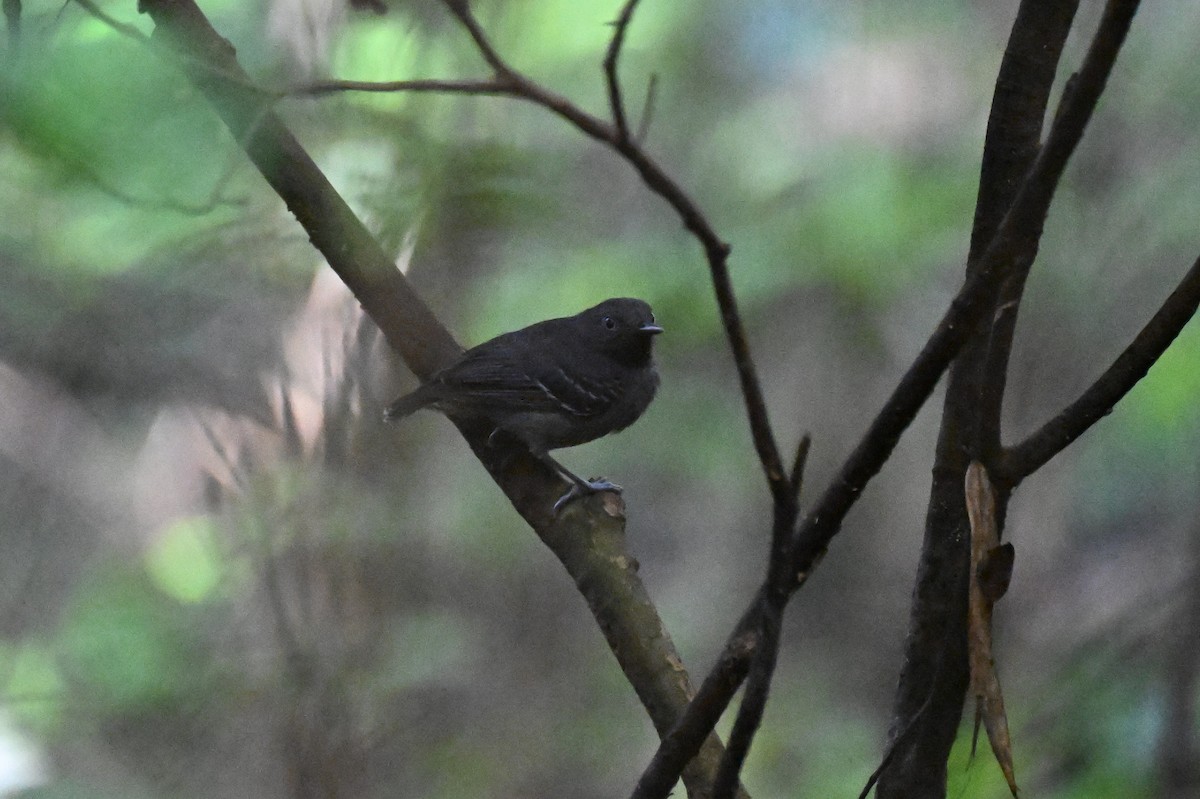 Black-chinned Antbird - ML647335968