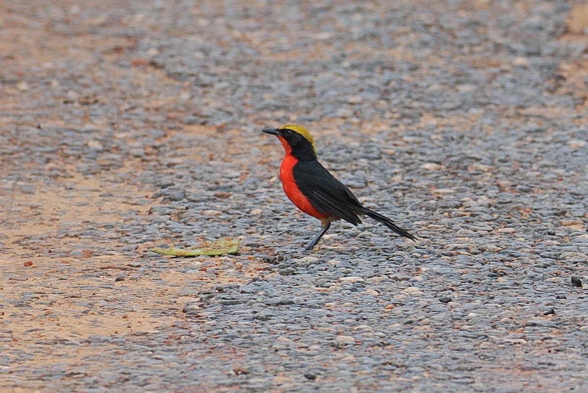 Yellow-crowned Gonolek - ML647335969