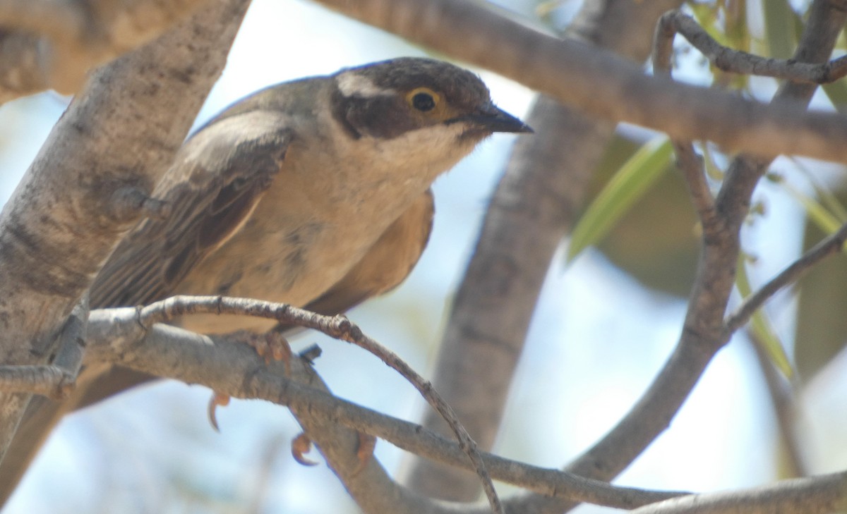 Brown-headed Honeyeater - ML647335970
