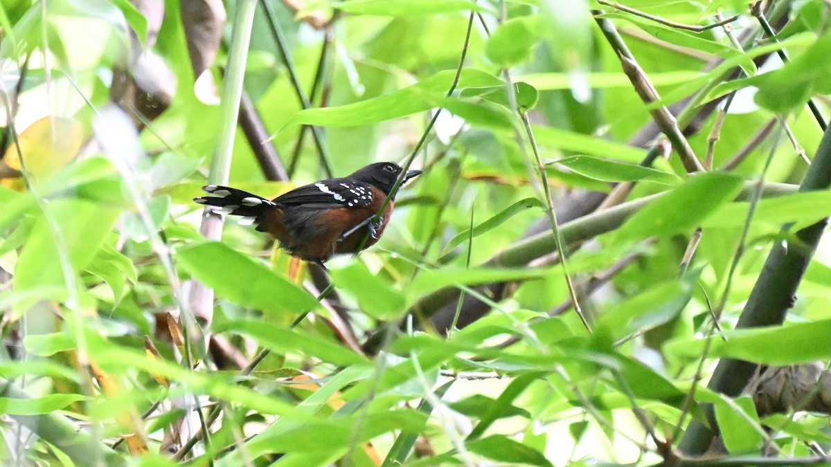 Dot-winged Antwren - ML647335971