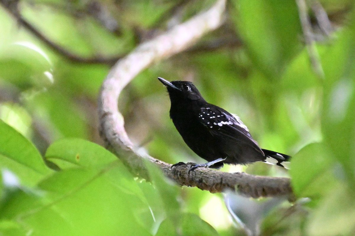 Dot-winged Antwren - ML647335972