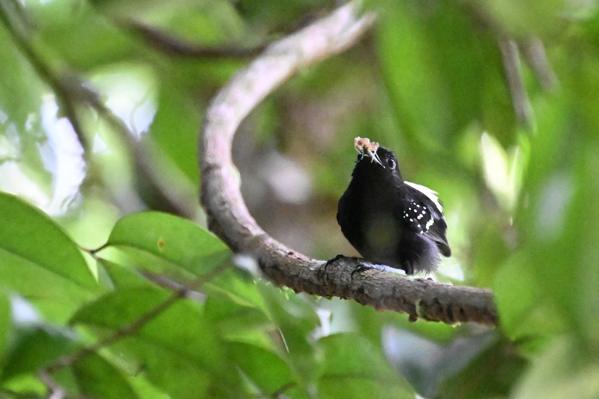 Dot-winged Antwren - ML647335973