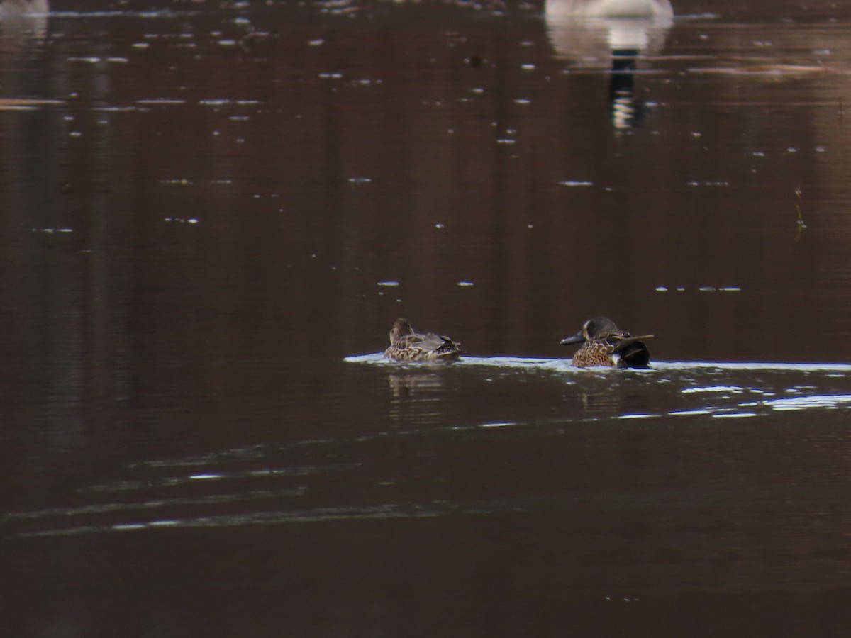 Sarcelle à ailes bleues - ML647335974